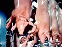 Россия ограничивает ввоз свинины из четырех американских штатов - из-за гриппа