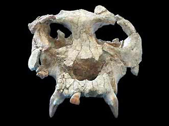  Pierolapithecus catalaunicus,    pharyngula.org
