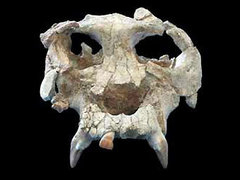 Череп Pierolapithecus catalaunicus, фото с сайта pharyngula.org Череп Pierolapithecus catalaunicus, фото с сайта pharyngula.org