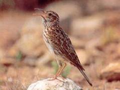 Жаворонок Дюпонта, фото с сайта spainbirds.com Жаворонок Дюпонта, фото с сайта spainbirds.com