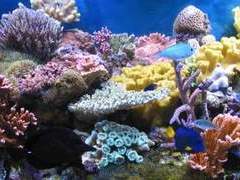 Коралловый риф, фото с сайта coralreefecosystems.com Коралловый риф, фото с сайта coralreefecosystems.com