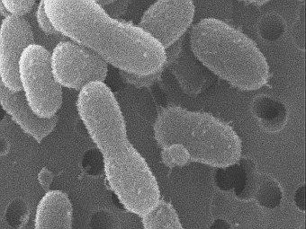 Chryseobacterium greenlandensis  .    science.psu.edu