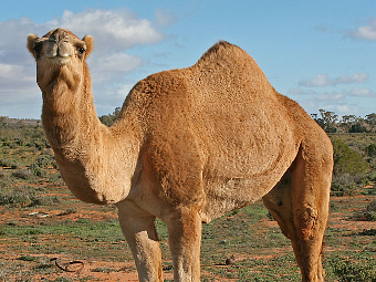    Camelus dromedarius.   Jjron   wikipedia.org