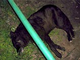          - .   - GZT.RU  .   ,    , 6 ,   4-   