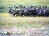 "       -    ,    ", -          