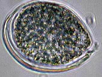   Ostreopsis ovata,    perso.wanadoo.fr