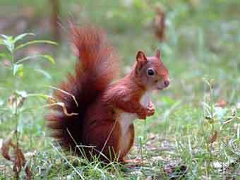   (Sciurus vulgaris).    bobperryonline.co.uk