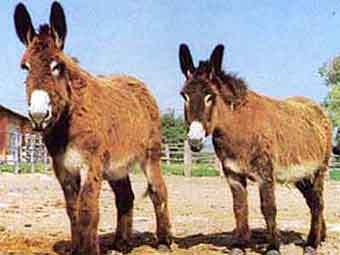   .    ilportaledelcavallo.it