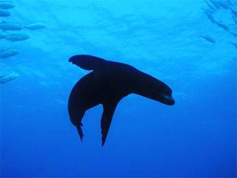     .    divetrip.com 
