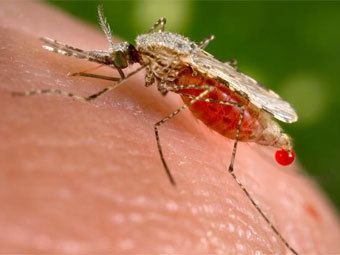  Anopheles Stephensi.   Luis Fernández García   