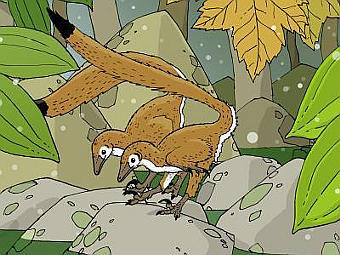     Hesperonychus elizabethae.        (Nick Longrich) 