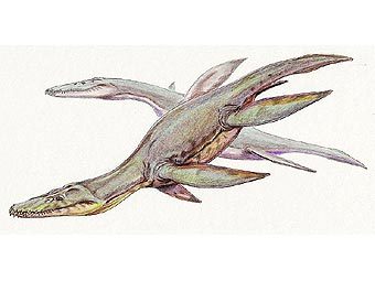        Simolestes vorax.   DiBgd   wikipedia.org