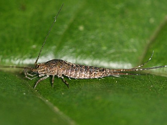   Archaeognatha meinertellidae.    tolweb.org