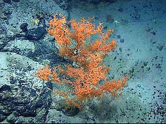   Leiopathes.  NOAA