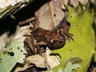   Leiopelma pakeka.    victoria.ac.nz