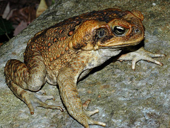  Bufo marinus.   Factumquintus   wikipedia.org