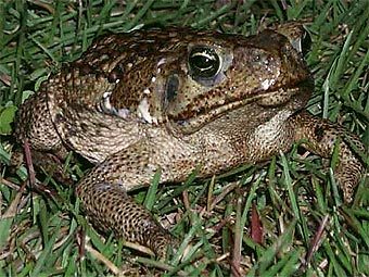  .    fl.biology.usgs.gov