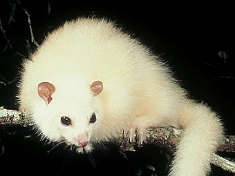  Hemibelideus lemuroides.      .    thinkprogress.org