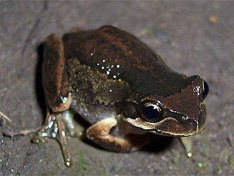   Litoria ewingii,      .   Tnarg 12345   wikipedia.org