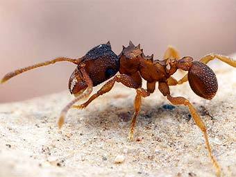  Mycocepurus smithi.    myrmecos.net