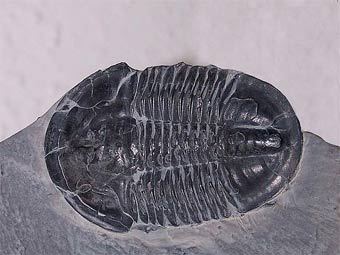   Asaphiscus wheeleri.   DanielCD   wikipedia.org