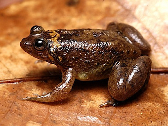     Occidozyga laevis.  frogsofborneo.org  
