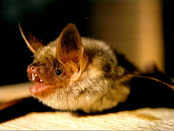   Myotis myotis.   Manuel Werner   wikipedia.org