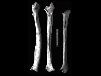   ,    .    hominin.net