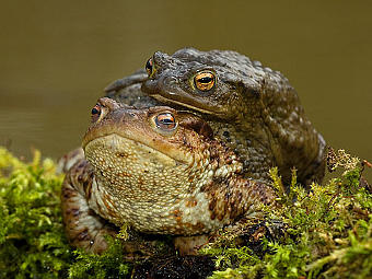  Bufo Bufo   .    djsphotography.co.uk