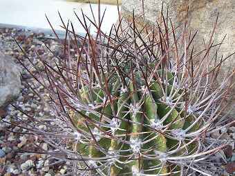  Echinopsis ferox.  Joe Mabel   wikipedia.org.