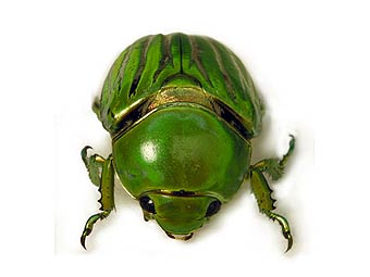  Plusiotis gloriosa.   insects.tamu.edu