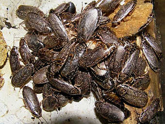  Nauphoeta cinerea.    antclub.org