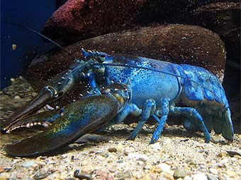  Homarus americanus.  Steven G. Johnson   wikipedia.org