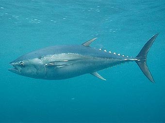  Thunnus maccoyii.  Mark Spencer   arkive.org