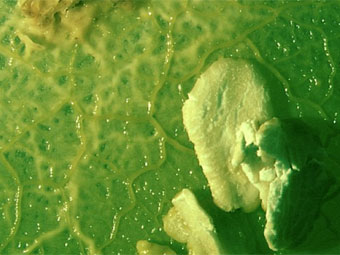 Physarum polycephalum.    bsu.edu