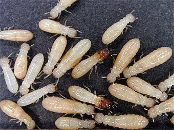   Cryptotermes secundus.  Patrick Gleeson, CSIRO
