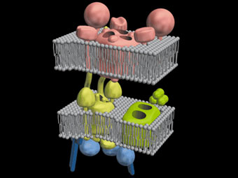   TIM23   .    jcs.biologists.org
