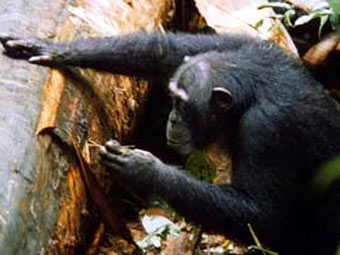  ""   .    wildchimps.org