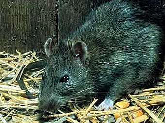   Rattus rattus.   fs.fed.us