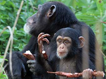    theanimalrescuesite.com