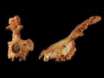    Saadanius hijazensis.   
