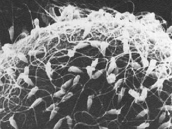  "" .    bio.sunysb.edu