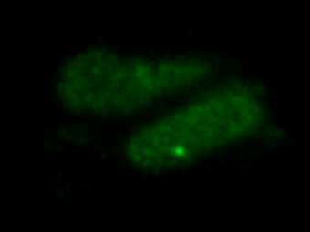          GFP ( ).     