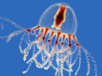  Cladonema radiatum.    nas.er.usgs.gov