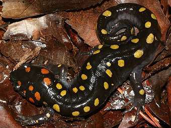  Ambystoma maculatum.    duke.edu