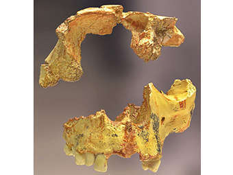   Homo antecessor.    uh.edu
