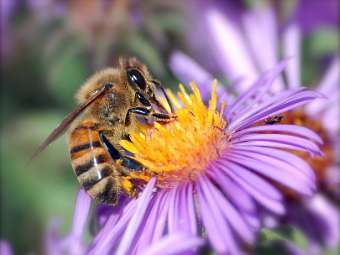   Apis mellifera.    georgetown.edu