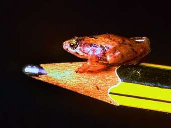  Microhyla nepenthicola.  ©AFP