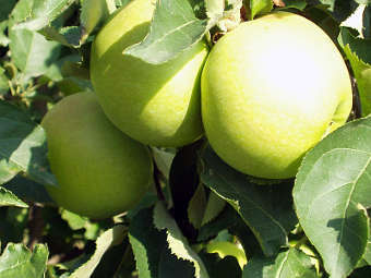   Golden Delicious.   Einstein02   wikipedia.org