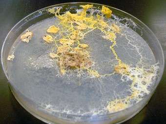  Physarum polycephalum.    suny.edu